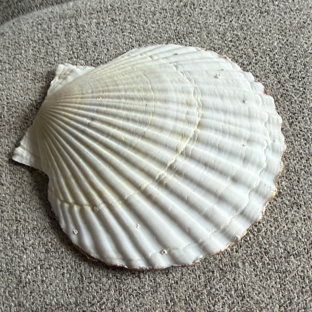 Handcrafted Scallop Shell Trinket Dish Paris Gold Rim Coastal Chic - Picture 2 of 4